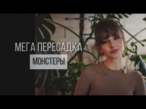 Видео: МОНСТР. БОЛТАЕМ И ПЕРЕСАЖИВАЕМ🪴. #комнатныерастения #пересадка #алоказия #монстера #грунт #фитиль