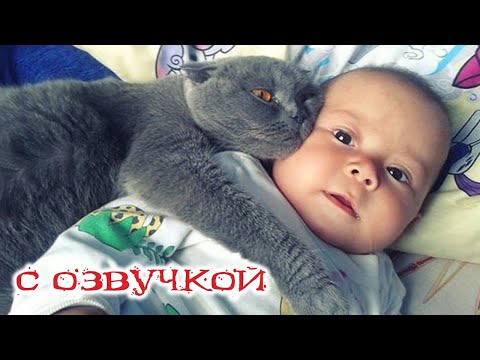 Видео: Приколы с котами! С ОЗВУЧКОЙ! СМЕШНЫЕ КОТЫ И СОБАКИ! Самые смешные животные!