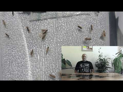 Видео: Активизация на доматеният миниращ молец / Откриване на молеца и начини за неговото елиминиране.