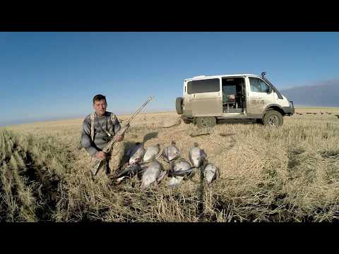 Видео: Охота на гуся в Казахстане, Костанайская область, осень 2019 года.