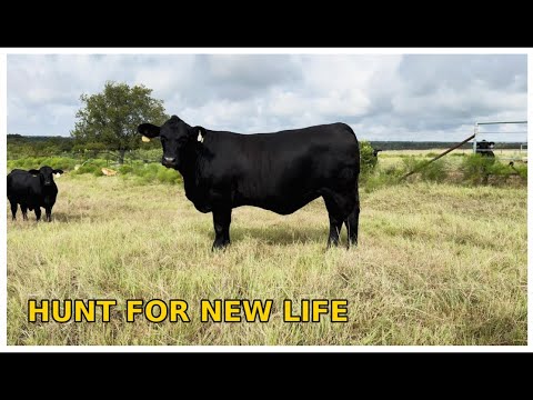 Видео: Охота за новой жизнью: осенний отёл на ранчо Прайд. Эпизод 1