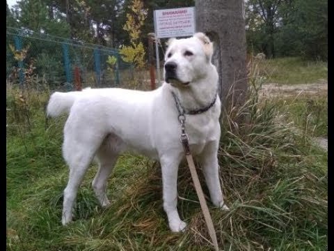 Видео: Алабай. Как осадить собаку, если она пытается доминировать.