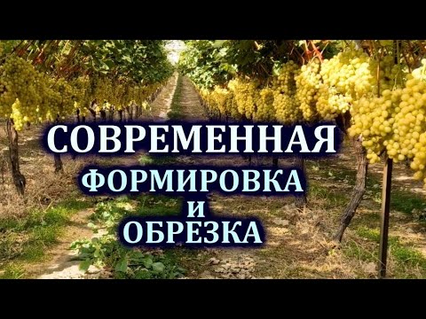 Видео: СОВРЕМЕННАЯ ФОРМИРОВКА и ОБРЕЗКА ВИНОГРАДА