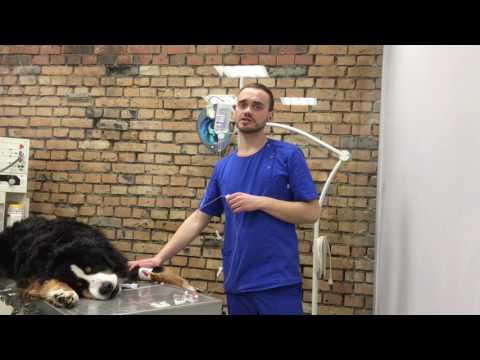 Видео: Как поставить внутривенную капельницу собаке или кошке
