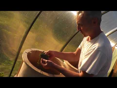 Видео: Скручивание иван чая. Изменения станка