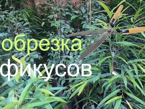 Видео: Обрезка фикусов.