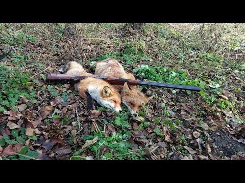 Видео: Сезон охоты с гончими по красному зверю.