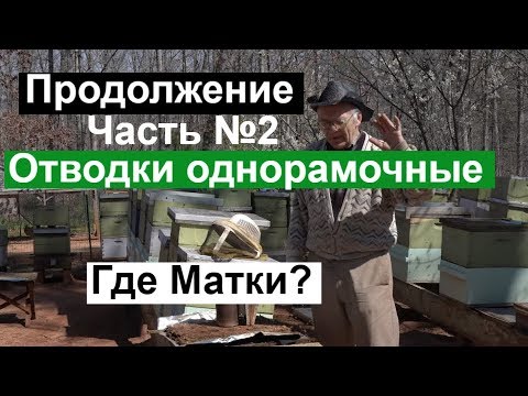 Видео: Пасека #111 Одно рамочные отводки \ Где матки? \ И есть ли трутни? \ Пчеловодство для начинающих