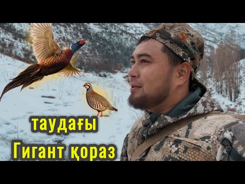 Видео: АЛМАТЫ ТАУДАҒЫ АҢШЫЛЫҚ КЕКІЛІК ҚЫРҒАУЫЛ АЛМАТЫ ОХОТА В ГОРАХ НА КЕКЛИКА ФАЗАНА 1 часть
