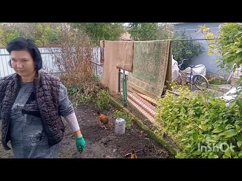 Видео: Укорінення троянд живцем в землю осінню. Експеримент.