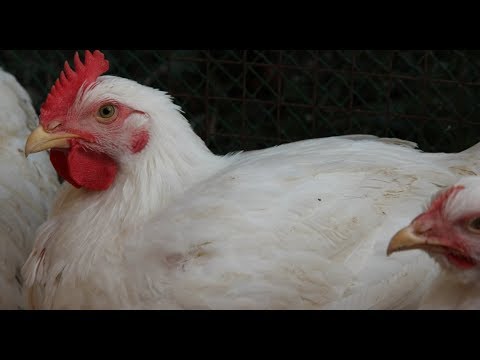 Видео: Будете Всю Зиму С Мясом! Простое Решение - Бройлеры.