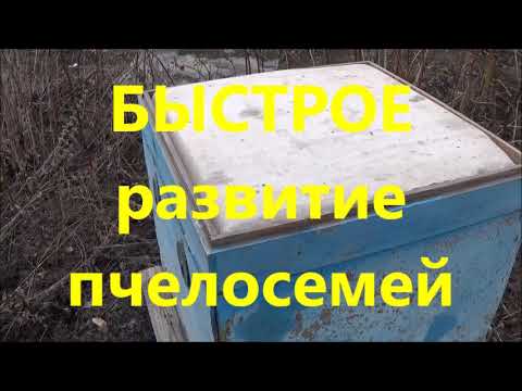 Видео: Ранняя обработка ВарроНет и белковая подкормка ПЫЛЬЦА