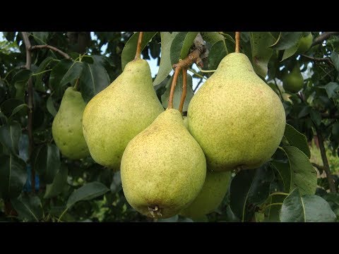 Видео: Лучшая груша Сорт Просто Мария часть 3 утвердительная