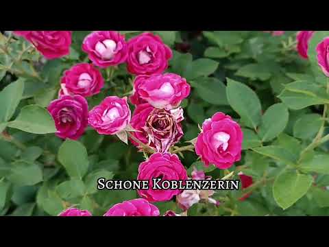 Видео: Друга хвиля 2023. Ч. 3@TroyandiOleksandri