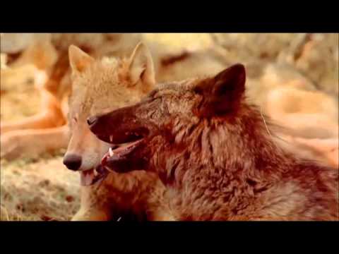 Видео: АЛЕКСАНДР СЕВЕРОВ, СЕМЁН КАТАЕВ- СВЕТКА