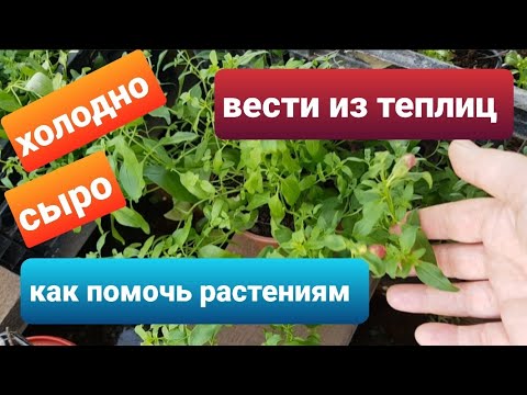 Видео: Вести из теплиц/ Помощь растениям в холодной теплице/Подкормки, обработки/Рассада цветов - обзор