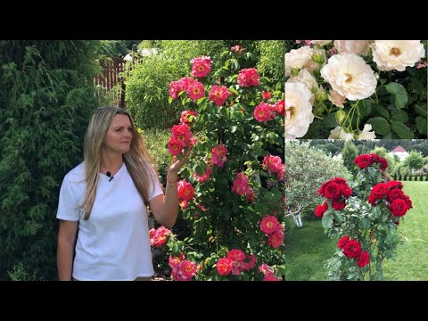 Видео: Цветут розы! Супер красота на штамбе, срезочные и английские!! 2 штамба пропало Roses are blooming