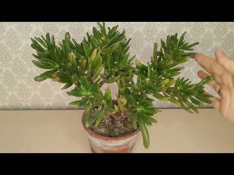 Видео: Крассула Коралл/Толстянка/Денежное дерево. Обрезка крассулы, формировка, размножение, пересадка.