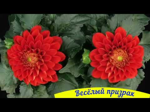 Видео: Сборник Закрути любовь 372