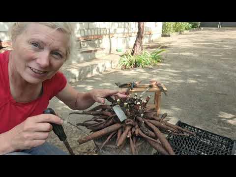 Видео: @OlenaSad  Продовжую ділити , показую як це роблю я. Поділки сортів . 11 вересня 2024 р.