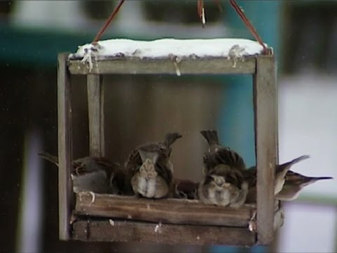 Видео: Край без окраин: Из Шапкино в Енисейск-15 и обратно