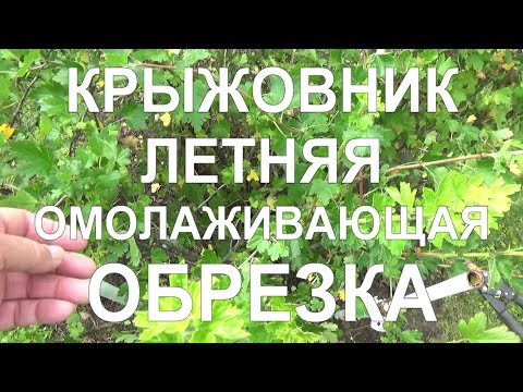 Видео: 28 Летняя обрезка крыжовника! - омолаживание старого куста. Обработка и подкормка.