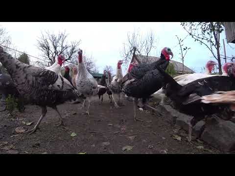 Видео: СЕЛО ІНДИКИ ТА ЦИБУЛЯ ВОСЕНИ. ІННА САДІВНИЦЯ НА ЖИВОМУ ДВОРІ