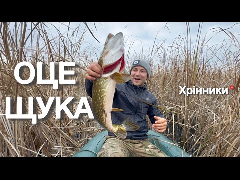 Видео: ЛОВЛЯ ЩУКИ НА КРУЖКИ! Хрінники, Рівненська область . Полювання на ТРОФЕЯ вдалося.