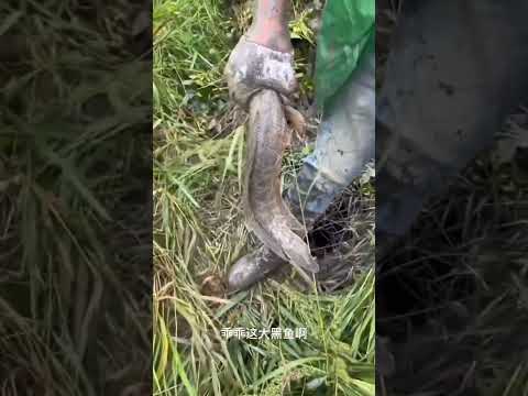 Видео: Рыба JCB 🐠🐟 Охота на реке