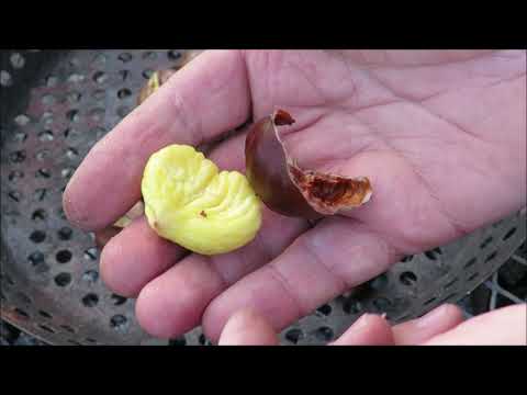 Видео: Жареные каштаны - три способа обжарки от SlaWok