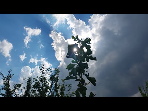 Видео: Обзор сада