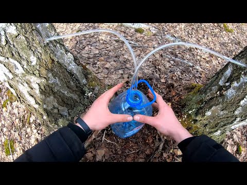 Видео: КАК ДОБЫТЬ БЕРЕЗОВЫЙ СОК. ЛУЧШИЙ СПОСОБ