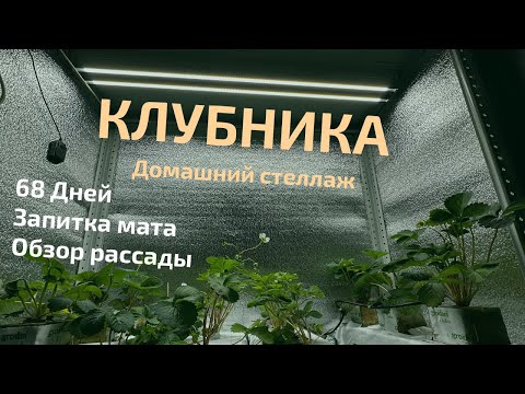 Видео: Домашний Стеллаж с Клубникой Из Семян 68 день - Капельный полив Маты Grodan Обзор субстратов