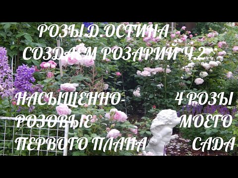 Видео: 4 РОЗЫ Д.ОСТИНА ПЕРВОГО ПЛАНА НАСЫЩЕННО-РОЗОВЫЕ ДО МАЛИНОВОГО .СОЗДАЕМ РОЗАРИЙ.ПРАКТИЧЕСКИЕ СОВЕТЫ.