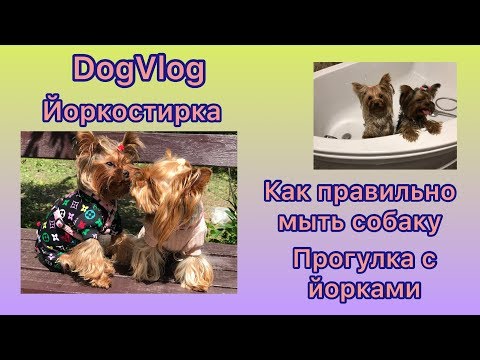 Видео: DogVlog: ЙОРКОСТИРКА | КАК ПРАВИЛЬНО МЫТЬ СОБАКУ | КУПАНИЕ СОБАК