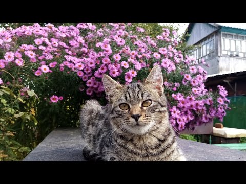 Видео: Жизнь в октябре