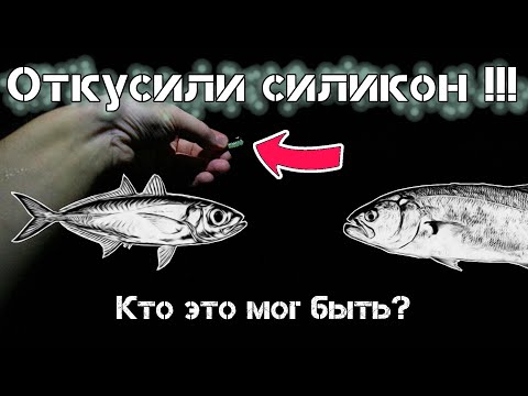 Видео: Ставрида на силикон. Ставрида на пилькер. Ставрида ночью. Ставрида с берега.