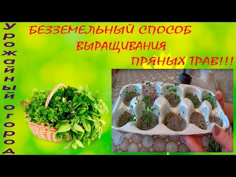 Видео: БЕЗЗЕМЕЛЬНЫЙ СПОСОБ ВЫРАЩИВАНИЯ  ПРЯНЫХ ТРАВ!!!