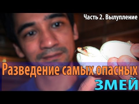 Видео: Разведение самых опасных змей. Долгожданное вылупление малышей тайпанов!