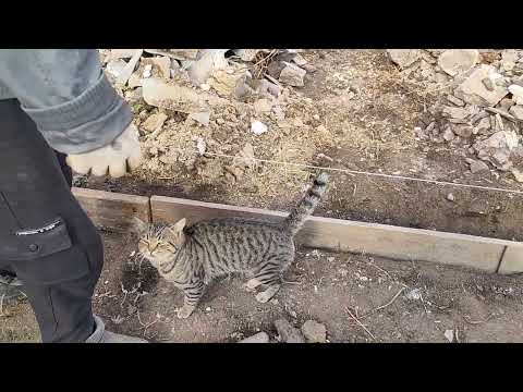 Видео: Жизнь станичная на пенсии. Домашние пельмени. 