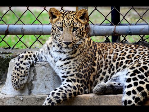 Видео: Зоопарк Ташкента / Tashkent Zoo