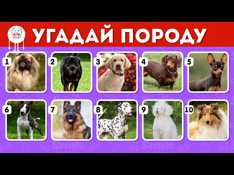 Видео: Угадай породу собаки 🐶🐩🐕
