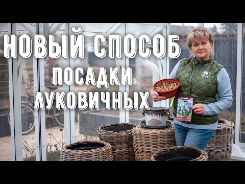 Видео: Посадка луковичных под зиму. Луковичные в контейнере. Сохранение луковичных растений до весны