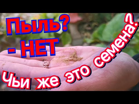 Видео: Пыль? НЕТ. Чьи же это семена?! Посев орхидей: Венерин башмачок и пальчетокоренника