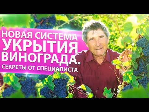 Видео: НОВАЯ СИСТЕМА УКРЫТИЯ ВИНОГРАДА. СЕКРЕТЫ ОТ СПЕЦИАЛИСТА