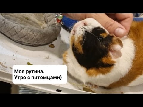 Видео: Моя рутина. Утро с питомцами.