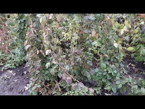 Видео: 26 10 2023 Ожина  Які сорти залишаємо а які викидаємо