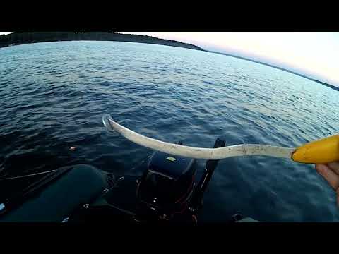 Видео: СОМ НА КВОК.СЕЗОН 2024.РЫБАЛКА С ЭХОЛОТОМ ПРАКТИК 6М.ПОЧЕМУ НЕ КЛЮЕТ И КАК С ЭТИМ БОРОТСЯ