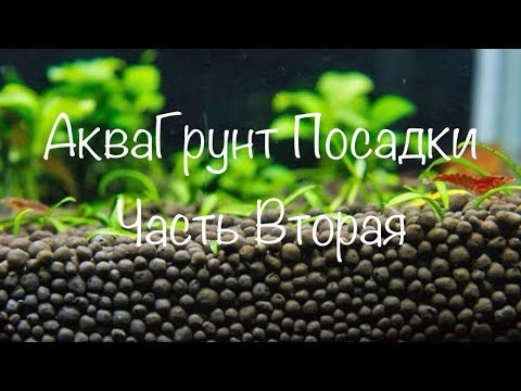 Видео: АкваГрунт Посадки ( Часть Вторая)