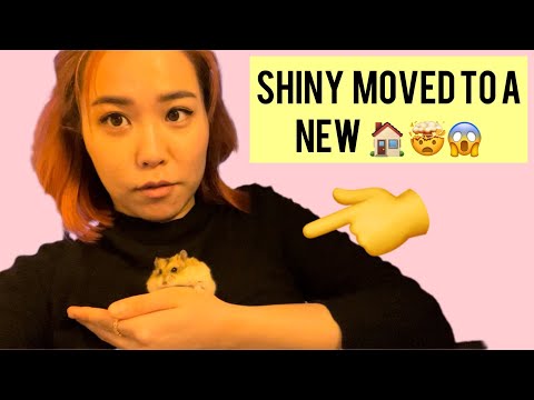 Видео: Shiny's New Home | SHINY-ын Шинэ Гэртэй нь Танилцаарай